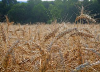 Termina hoje prazo para declarar imposto sobre propriedade rural