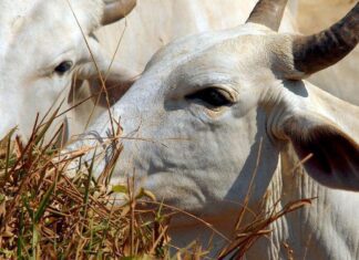 Valor de produção dos principais produtos pecuários atinge R$ 75,5 bi