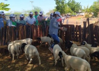 Produtores do Semiárido baiano aprendem como melhorar produtividade do rebanho de caprinos e ovinos