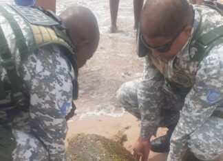 Tartaruga com 60 quilos é resgatada em Piatã