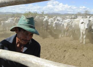 Brasil inicia 2ª etapa da campanha de vacinação contra febre aftosa