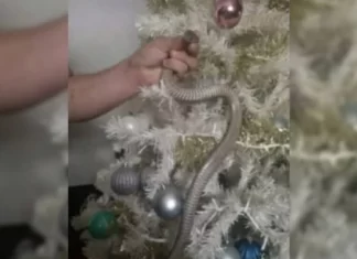 Cobra é encontrada em árvore de Natal e assusta família