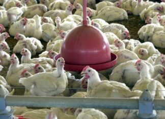 Foco de gripe aviária na França terá animais abatidos e desinfecção