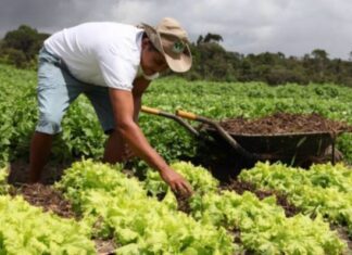 Projetos de agricultura sustentável vão receber US$ 1,2 bi do BID
