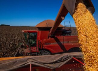 Safra de grãos 2021/2022 tem expectativa recorde, diz ministra