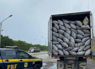 PRF na Bahia flagra condutor transportando carvão vegetal sem licença ambiental válida
