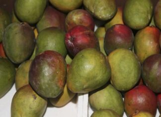 Produtores e governo discutem formas de ampliar a exportação de frutas