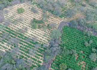 Tiroteio, plantio de maconha e apreensão de 5 armas em Andaraí e Ramanso