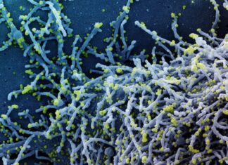 Bahia registra 1.286 casos ativos de Covid-19 e mais 16 óbitos