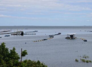 Piscicultura do Sertão do São Francisco recebe investimentos para ampliar beneficiamento e comercialização