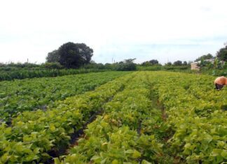 Seguro rural registra 217 mil apólices contratadas em 2021