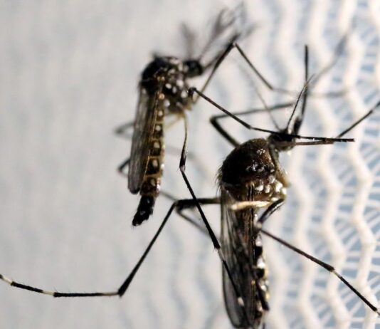 Casos de dengue aumentam 113,7% nos quatro primeiros meses de 2022