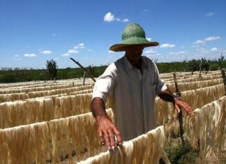 Empresa baiana é condenada a pagar R$ 1 milhão por consumir material produzido com trabalho escravo