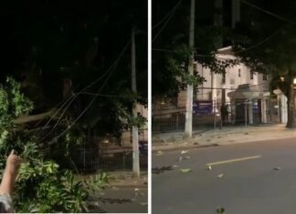 Queda de árvore complica trânsito no Corredor da Vitória