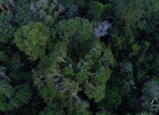 Na COP27, Brasil lista ações de sustentabilidade dos últimos 4 anos