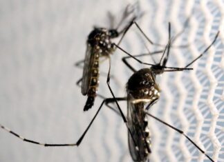 Agência Brasil explica diferença entre pernilongo e mosquito da dengue