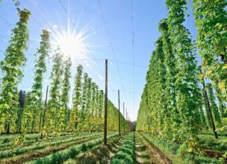 Embrapa testa bioinsumo para aumentar produção de lúpulo no Brasil