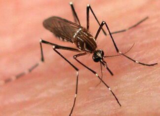 Após Carnaval, ação de combate ao Aedes Aegypti é realizada nos circuitos de Salvador