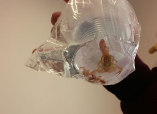 Acidentes com escorpião crescem 22% em São Paulo