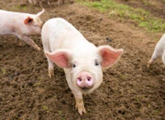 China volta a enfrentar vários surtos da peste suína que matou milhões de porcos