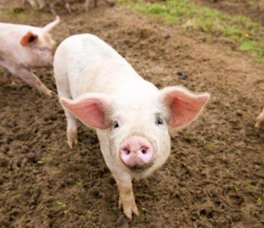 China volta a enfrentar vários surtos da peste suína que matou milhões de porcos