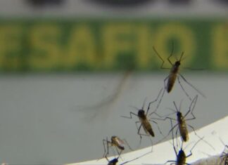 Capital paulista intensifica ações de combate à dengue