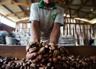 BNDES vai destinar R$ 2,5 milhões para bioeconomia na Amazônia