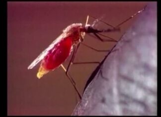 Exames de laboratórios privados indicam aumento de casos de dengue