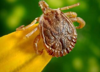 Saiba mais sobre a febre maculosa, que matou 4 pessoas em SP este mês