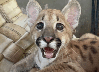 Filhote de onça-parda é trazido de avião para o Zoológico de Salvador