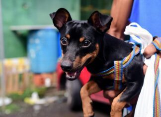 Campanha de Vacinação Antirrábica protege mais de 120 mil animais em Salvador