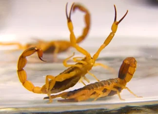 Bahia registra quase 11 mil casos de picadas de escorpião e 15 mortes este ano