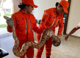 Cobra de dois metros é resgatada próxima a estação de tratamento de água no interior da Bahia