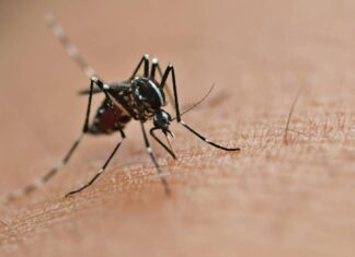 Casos de zika estão em alta no Brasil; na Bahia número subiu mais de 80% em 2023