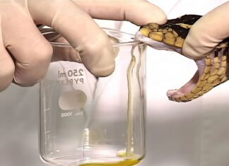 PNI vai além de vacinas e inclui até soros antiofídicos