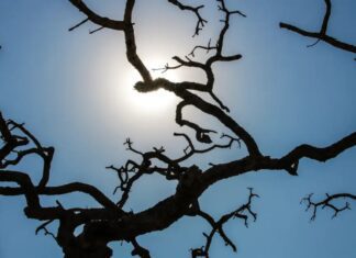 Onda de calor no Brasil pode ter máximas com até 15°C acima da média