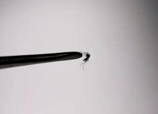 Brasil bate recorde de mortes por dengue em 2023