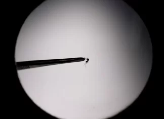 Casos de dengue crescem 587% no estado do Rio