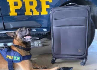 Cão farejador da PRF localiza cocaína em fundo falso de mala de viagem na BR-116
