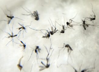 Sesab confirma duas mortes por dengue em cidades da Bahia; criança de 5 anos é uma das vítimas
