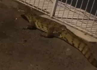 Jacaré aparece em bairro de Feira de Santana após fortes chuvas