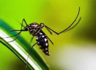 Mudanças climáticas podem ampliar infestação de mosquito Aedes no Rio