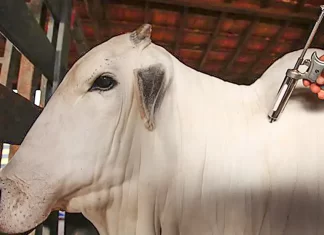 Vacinação contra febre aftosa será suspensa em 16 estados e no DF