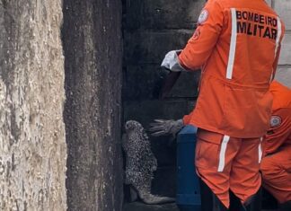 Porco-espinho é capturado por bombeiros de Senhor do Bonfim