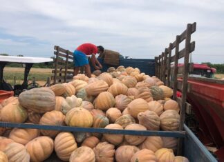 Projeto Baixio de Irecê impulsiona produção e cresce 893% em área cultivada