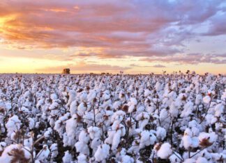 Abapa comemora 24 anos de fortaleceimento do algodão baiano