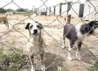 “Não existe infecção cão-homem”, explica coordenadora de Zoonoses sobre a Leishmaniose