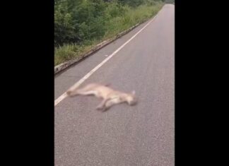 Onça-parda é encontrada morta na região da Chapada Diamantina