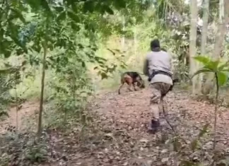 Cães policiais encontram criança desaparecida em Eunápolis