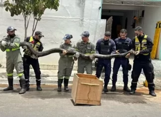 Sucuri de quase 5 metros é capturada em Euclides da Cunha